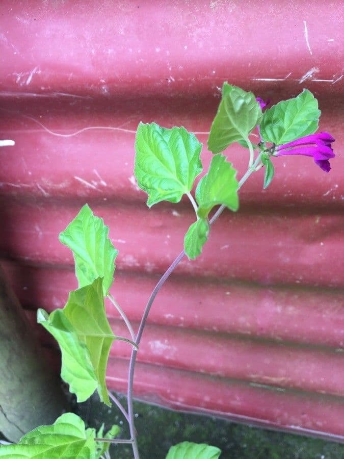 Scutellaria 19