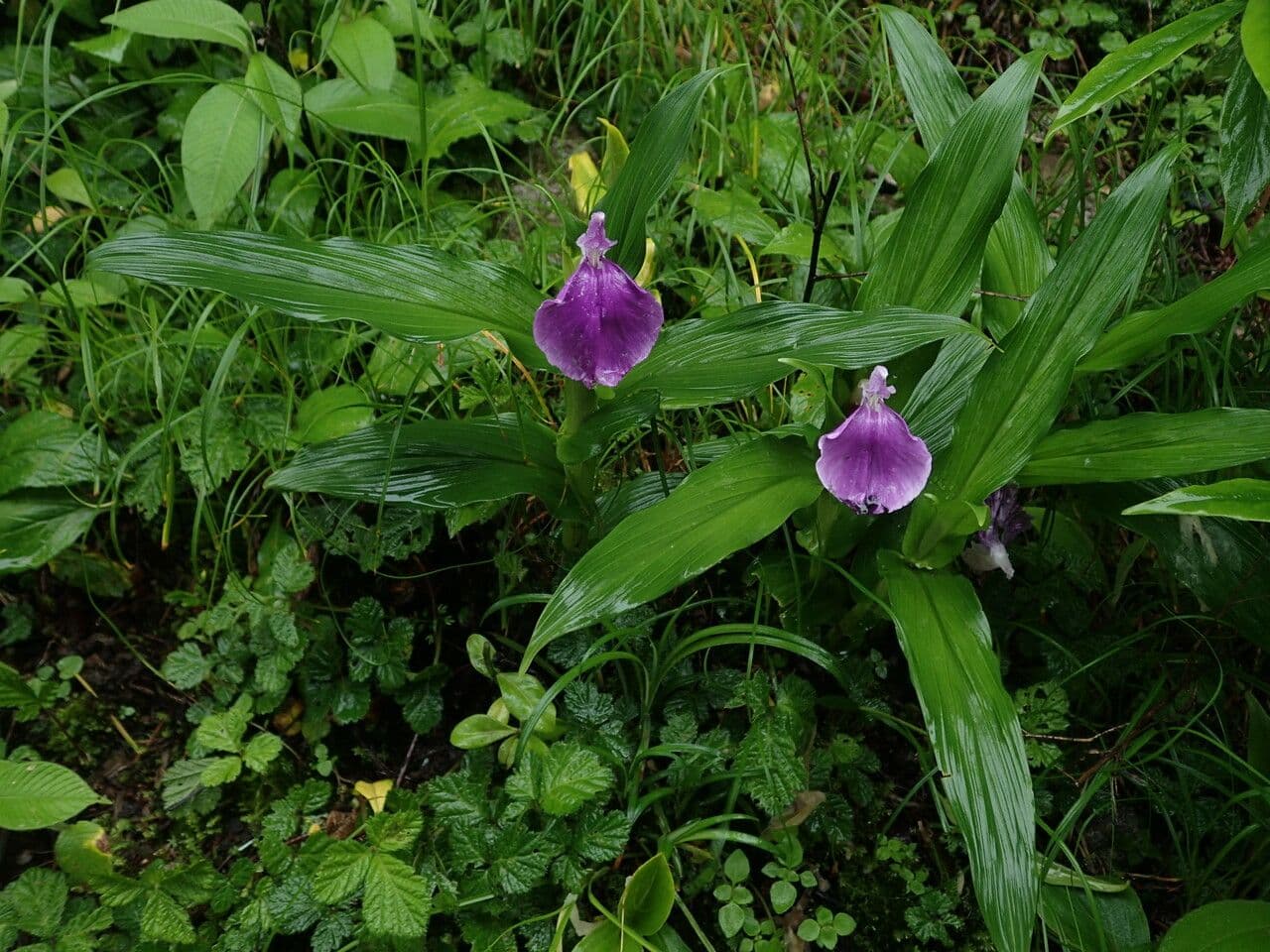 Roscoea 9