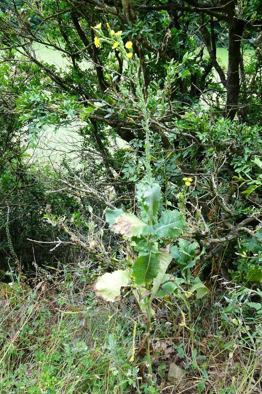 Lattuga selvatica 14