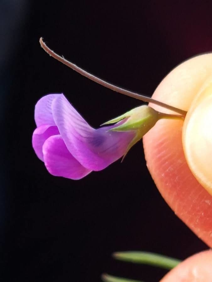 Cicerchia pelosa 7