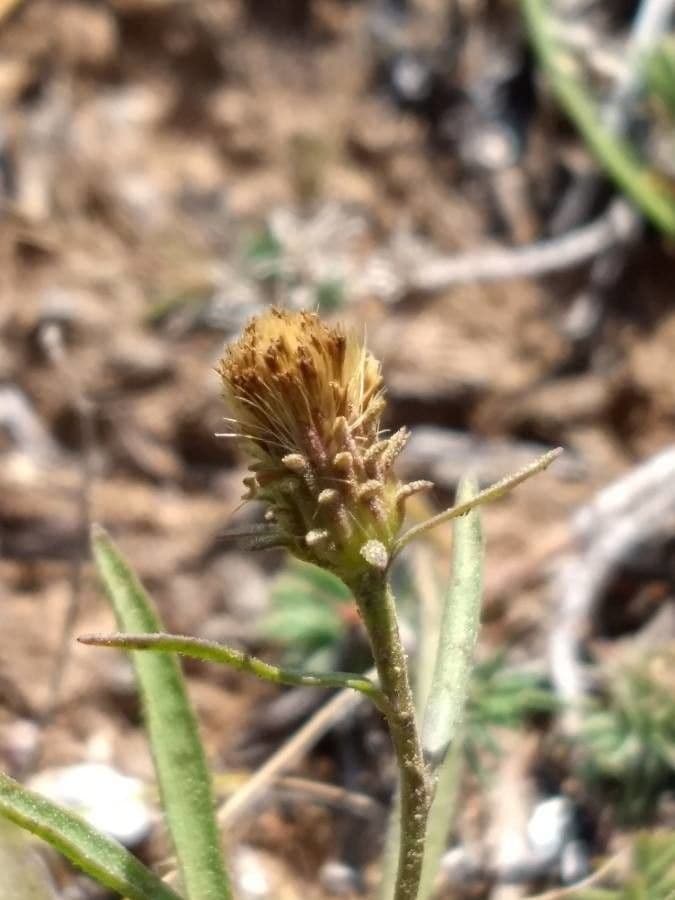 Jasonia