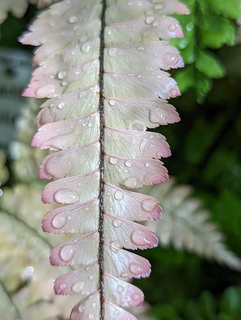 Adiantum 7
