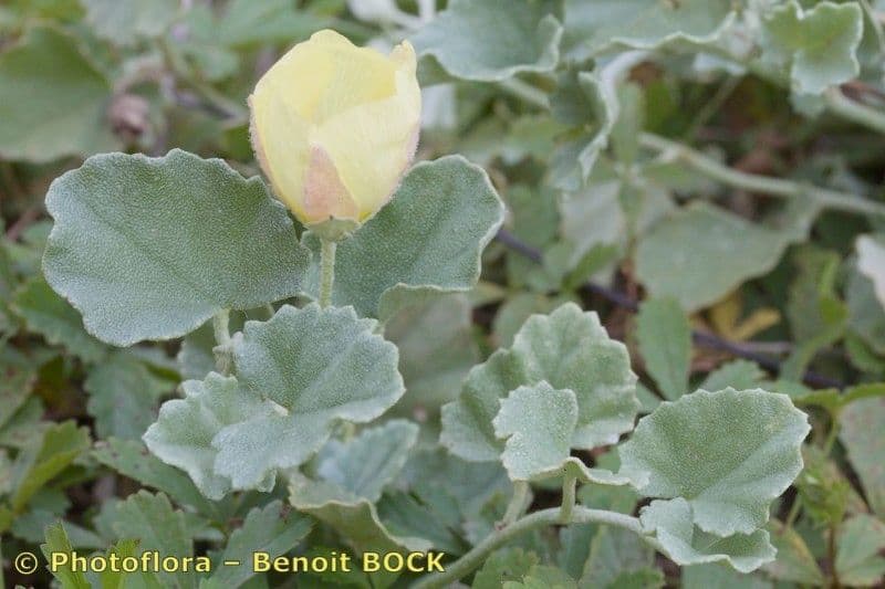 Malvella leprosa 21