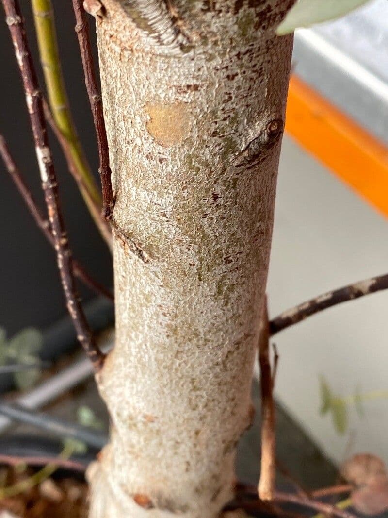 Gunn-Eukalyptus 24