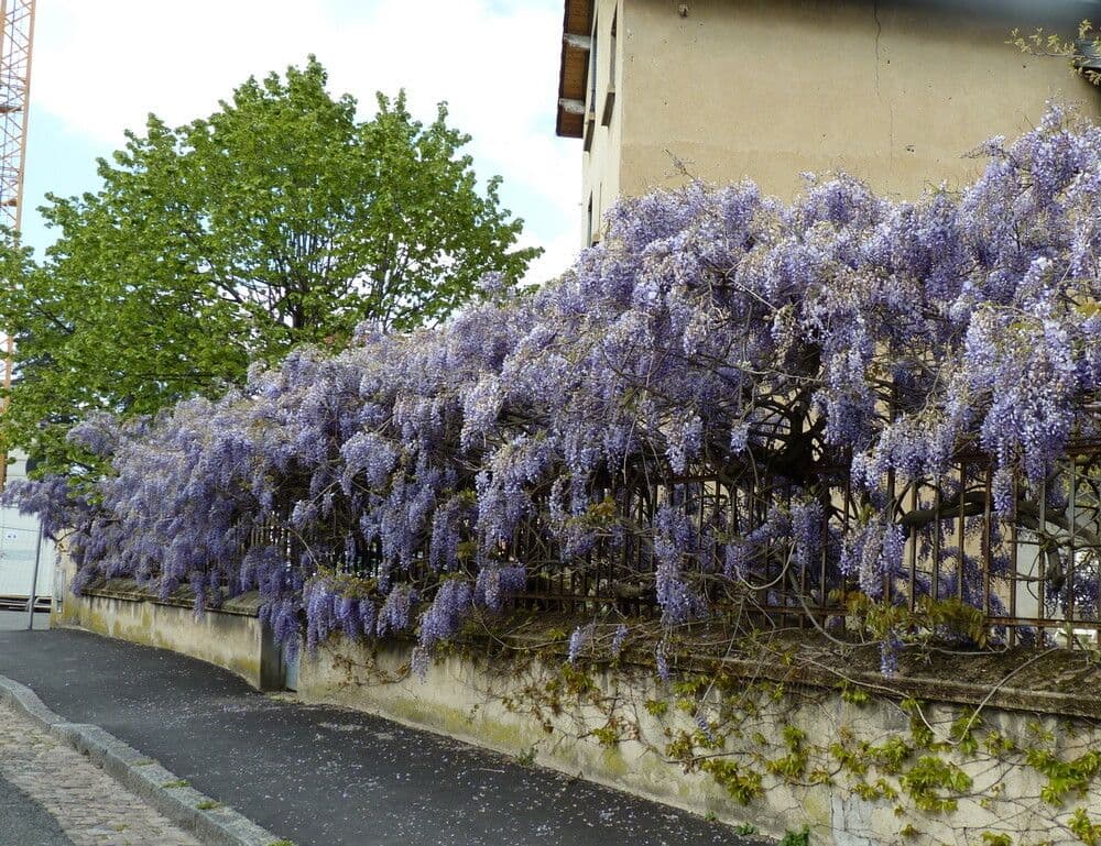 Glicine cinese 13