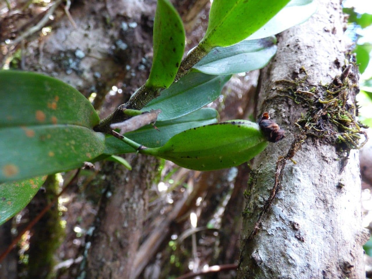 Angraecum 2