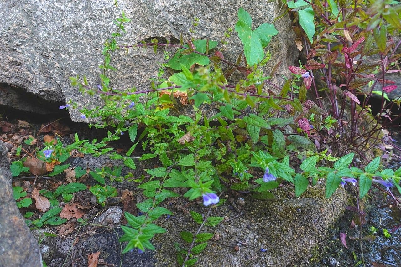 Scutellaria comune 14