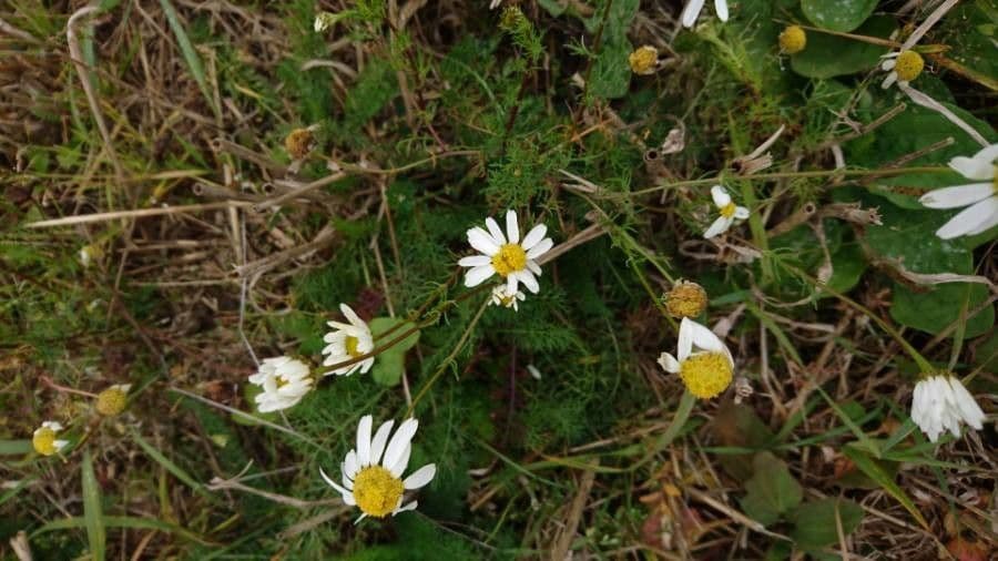 Camomilla fetida 3