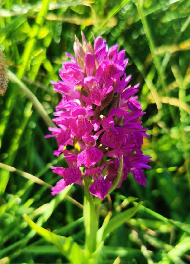 Orchidea palustre purpurea 4