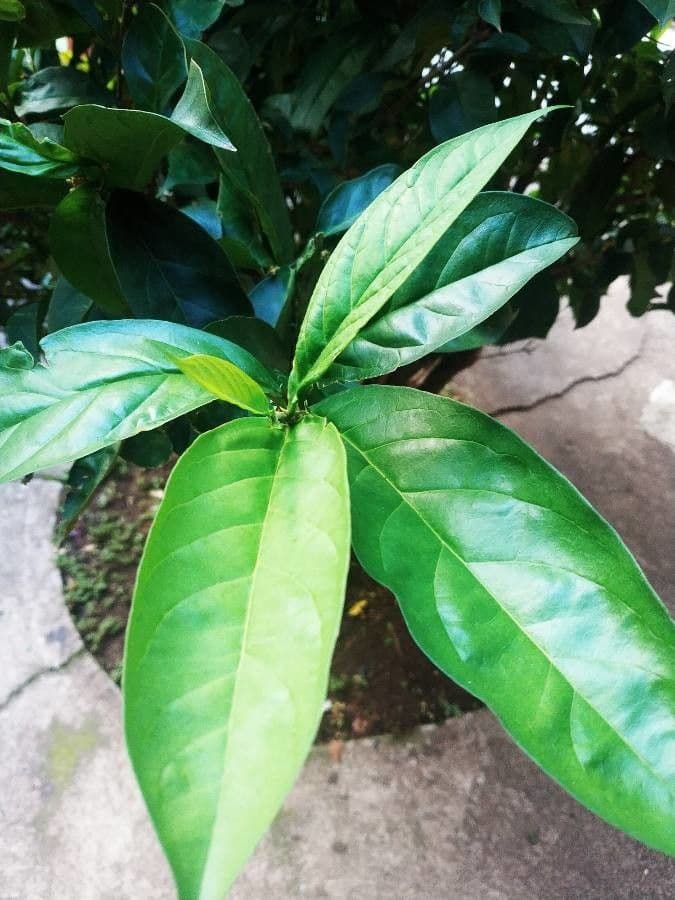 Cestrum nocturno 19