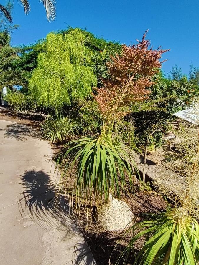 Beaucarnea 7
