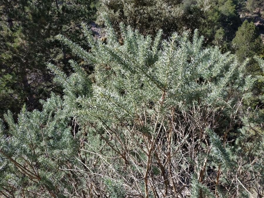 Adenocarpus decorticans 6