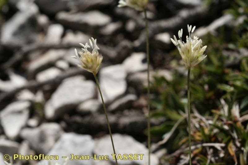 Sesleria 8