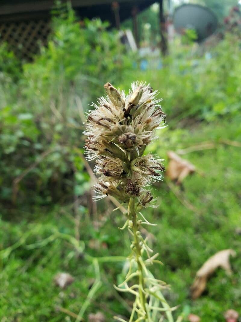 Liatris espigada 3