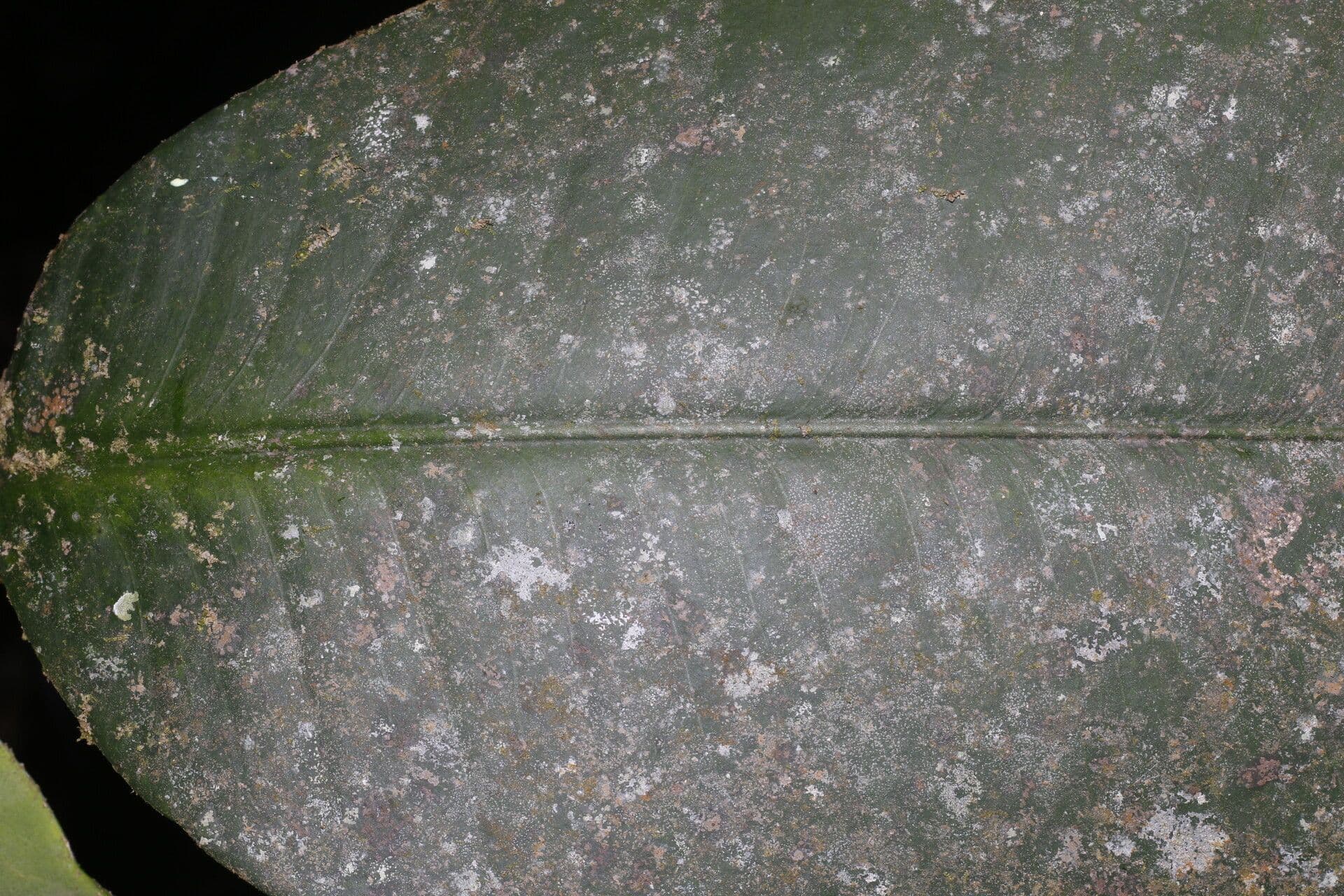 Garcinia 10