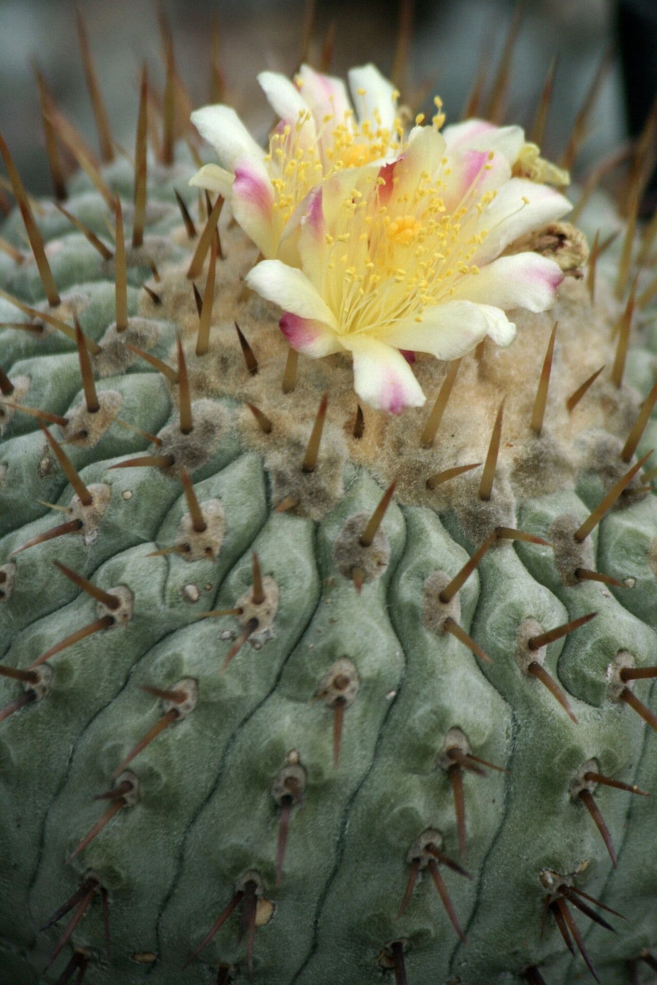 Copiapoa gris