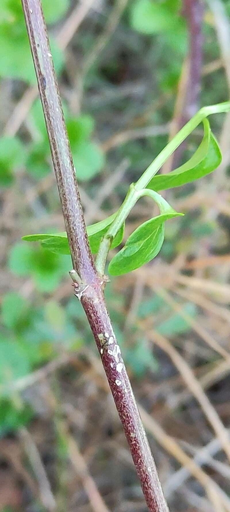 Pervinca maggiore 24