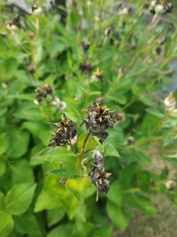 Platycodon à grandes fleurs 2