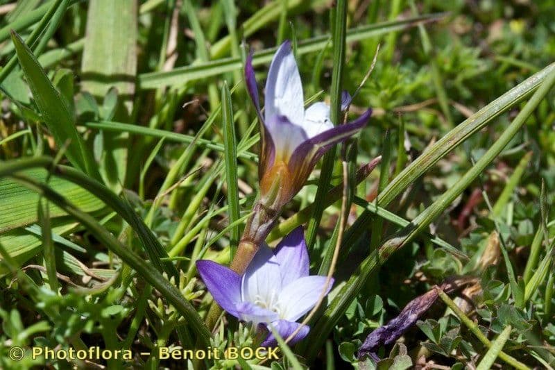 Romulea bulbocodium 22