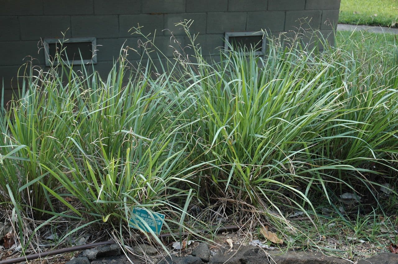 Paspalum scrobiculatum 9