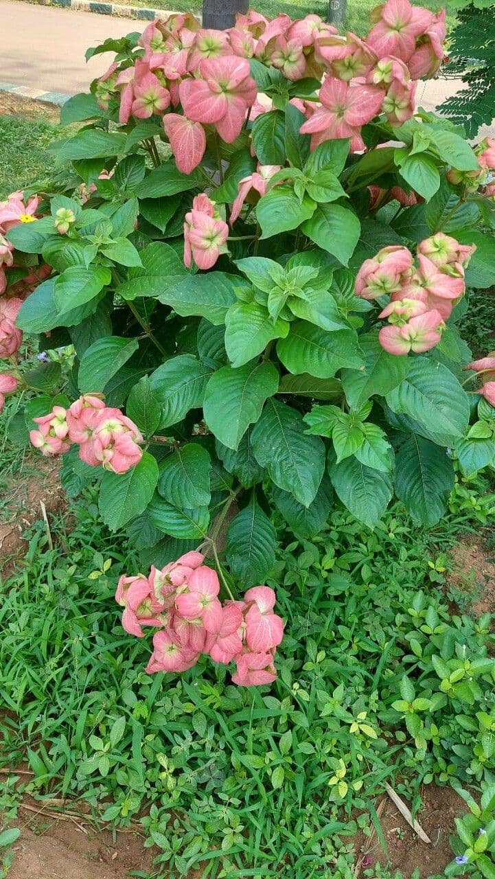 Mussaenda erythrophylla 2