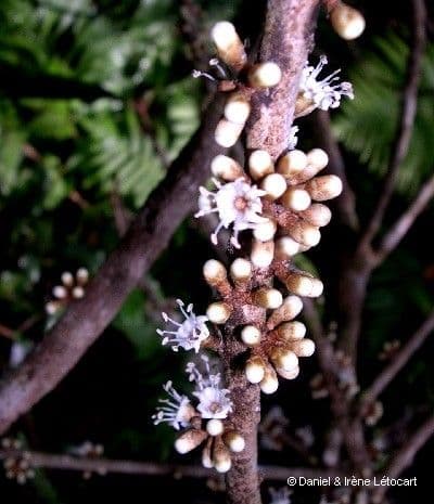 Pycnandra balansae 2