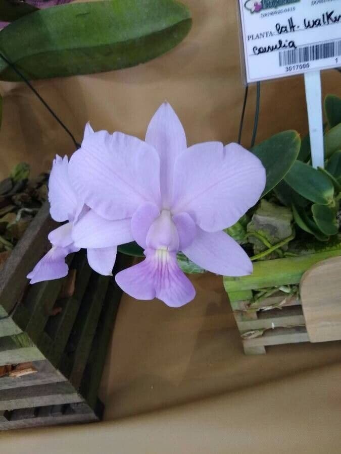 Cattleya di Walker 4
