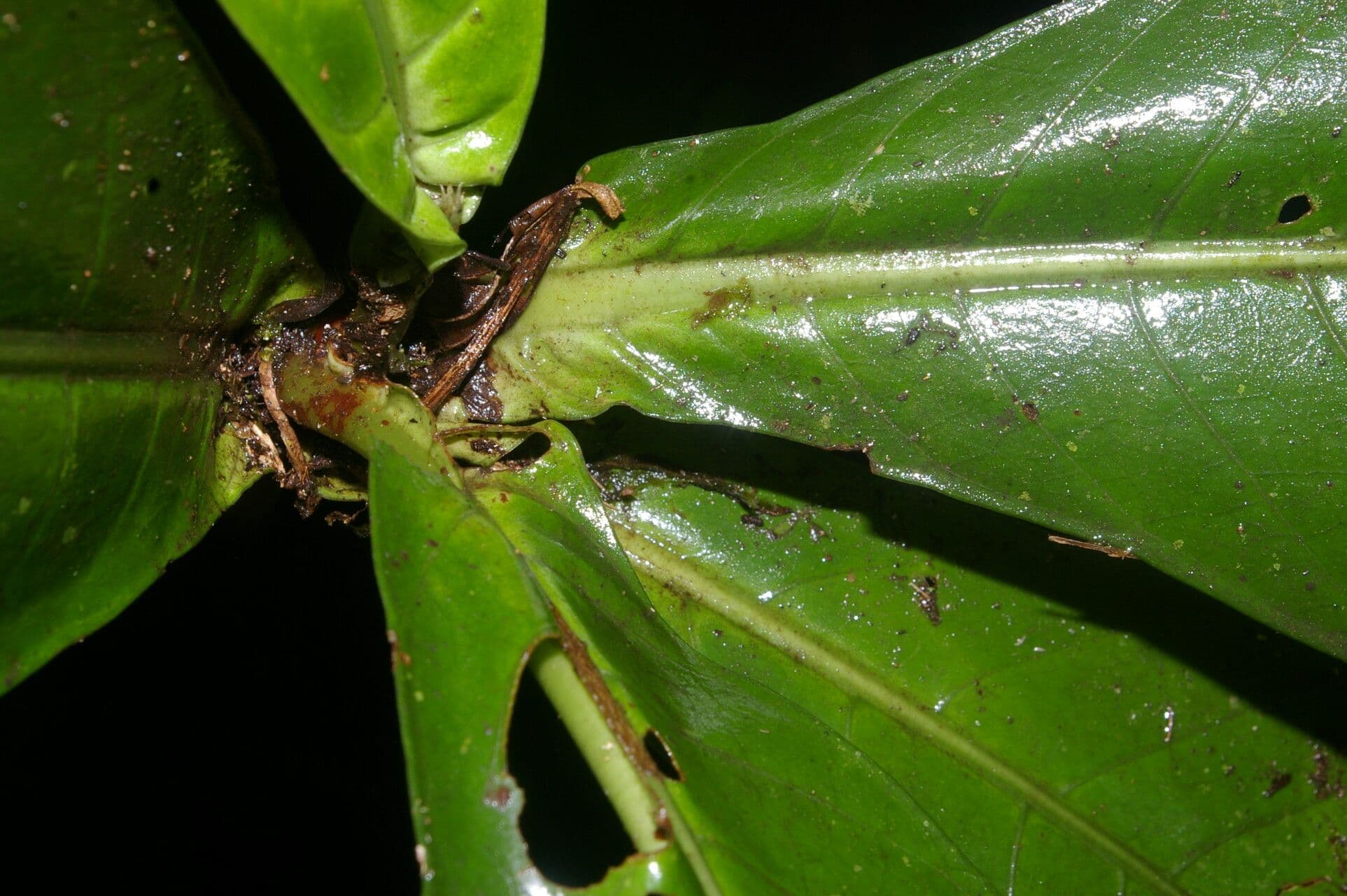 Ardisia 13