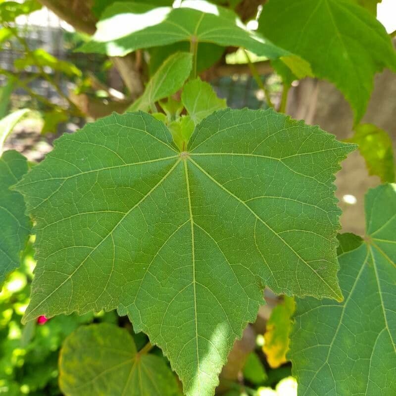 Sparmannia 14