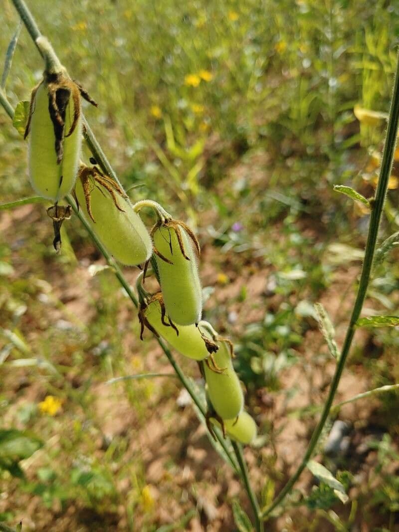 Crotalaria juncea 3