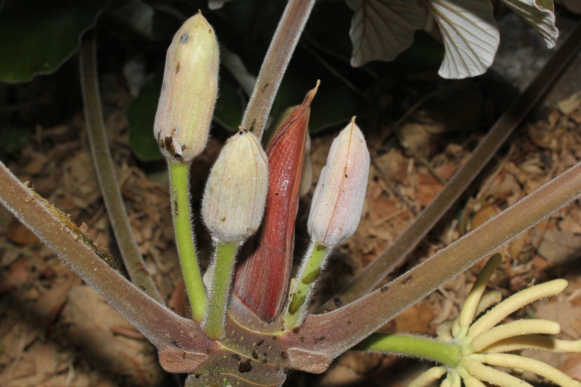 Cecropia 2