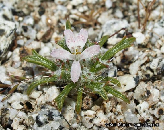 Loeseliastrum schottii 4