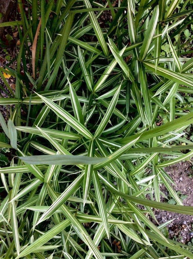 Scagliola arundinacea 17
