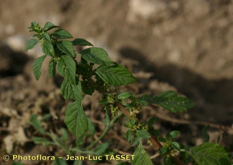 Amaranto greco 13