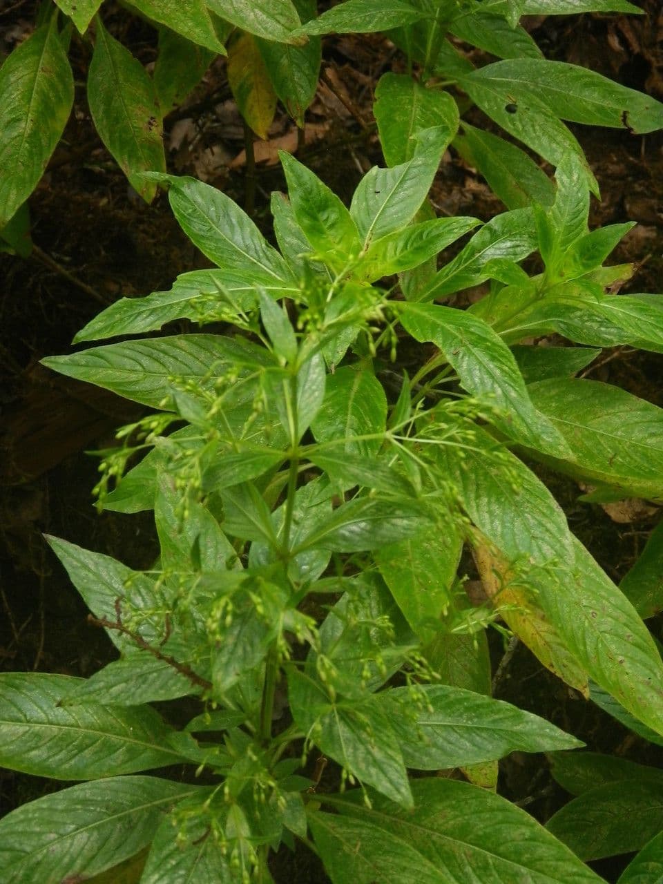 Phyllis 17