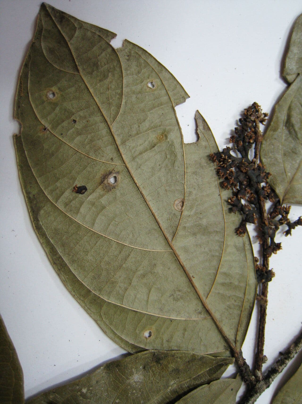 Ampelocera edentula 9