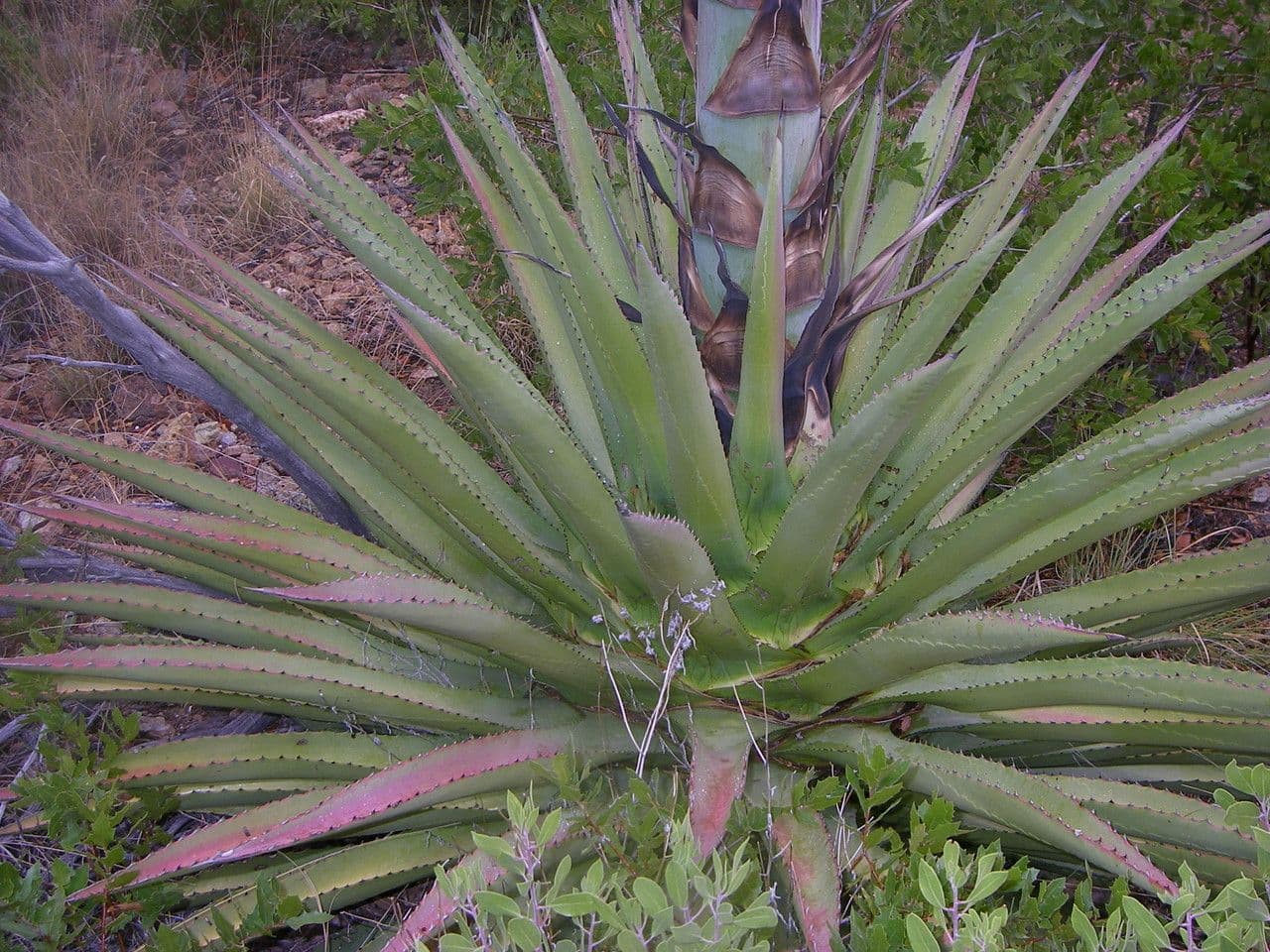 Agave 2