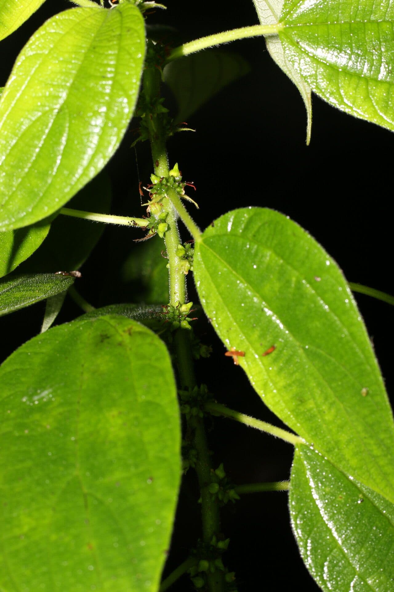 Pouzolzia guatemalana 5