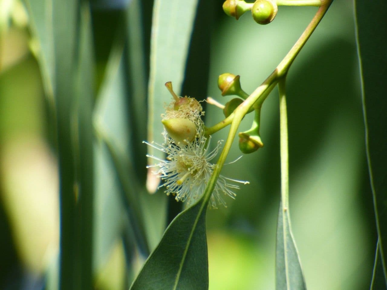 Glattschaliger Eukalyptus 7