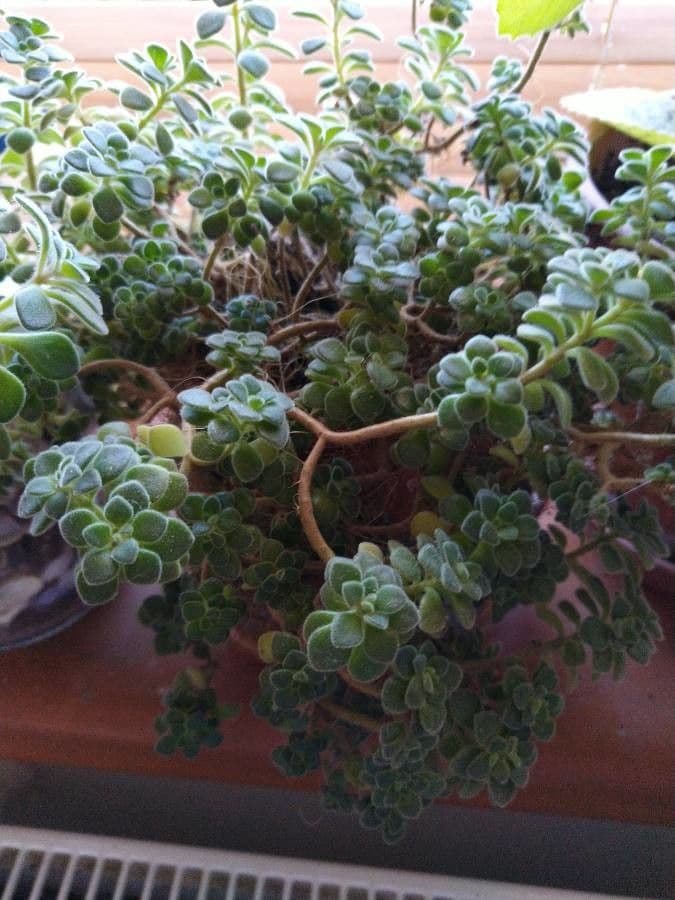 Aeonium lindleyi 11