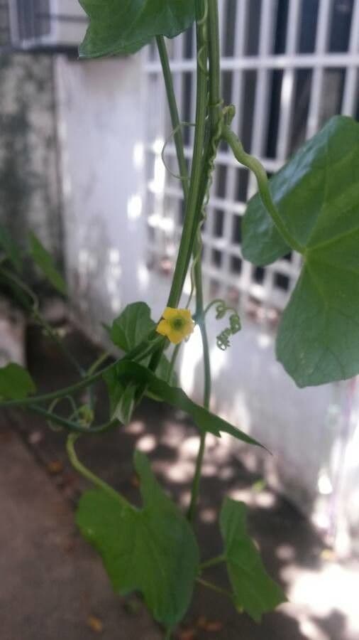 Melothria pendula 9
