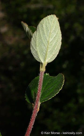 Ceanothus plstnatý 20
