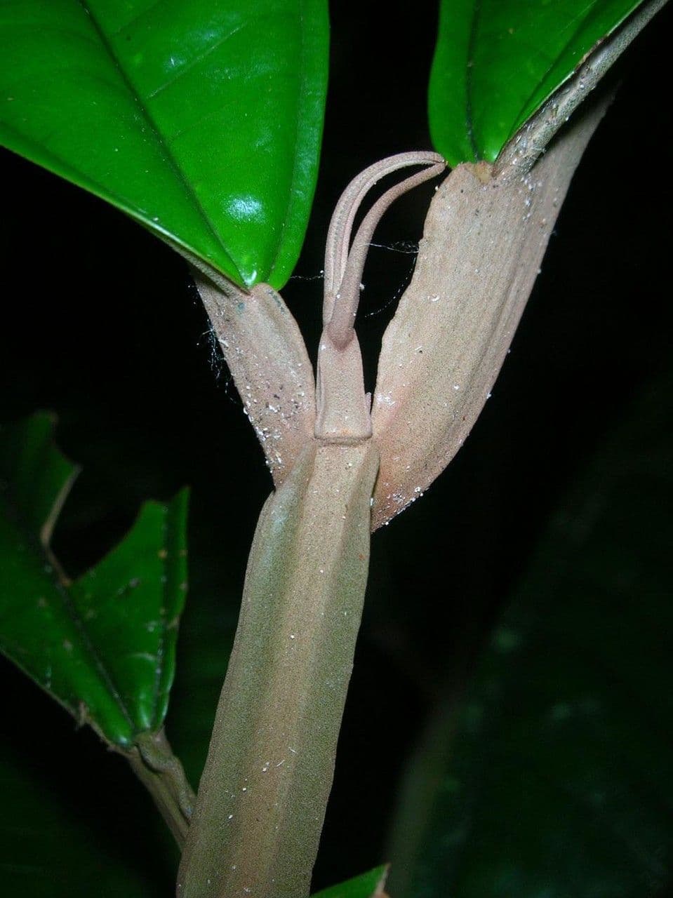 Miconia 7
