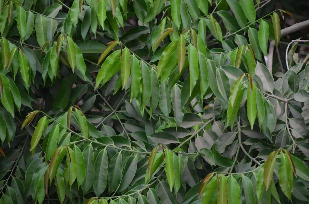 Anthostema 6