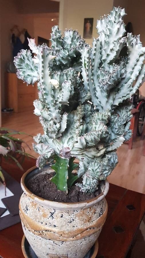 Euphorbe candélabre 5