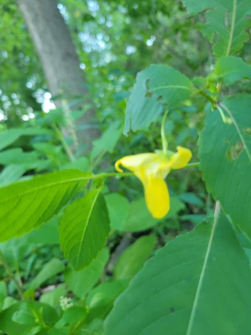 Impatiens pallida 6