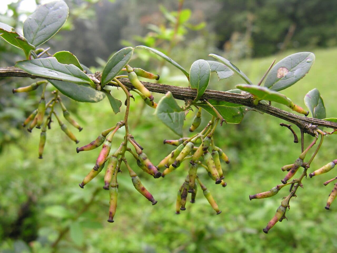 Berberitze 5