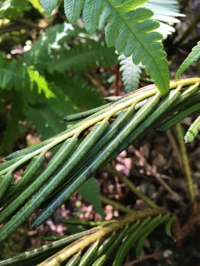 Onoclea orientale 2