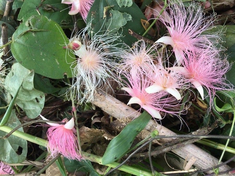 Barringtonia 7