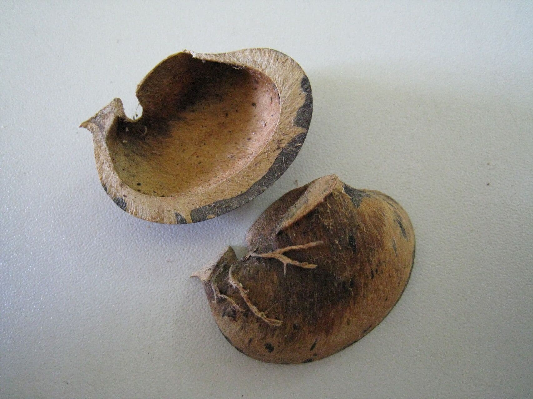 Hevea guianensis 9
